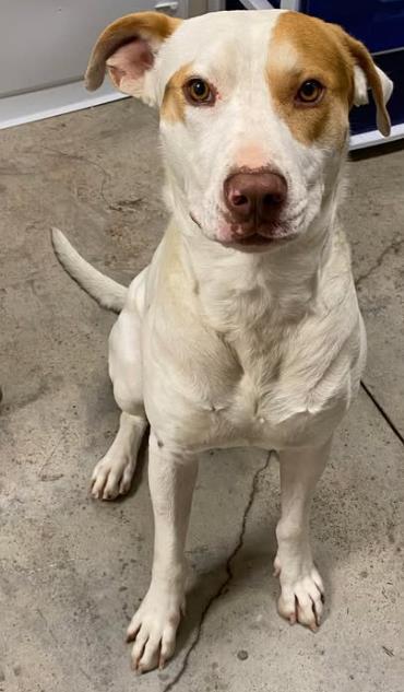 Enlarge Gravel, a Adoptable mixed breed in Lampasas, TX image 1/3