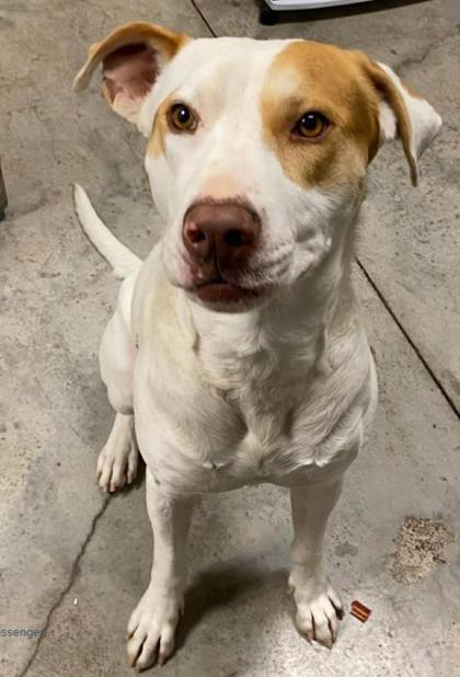 Enlarge Gravel, a Adoptable mixed breed in Lampasas, TX image 2/3