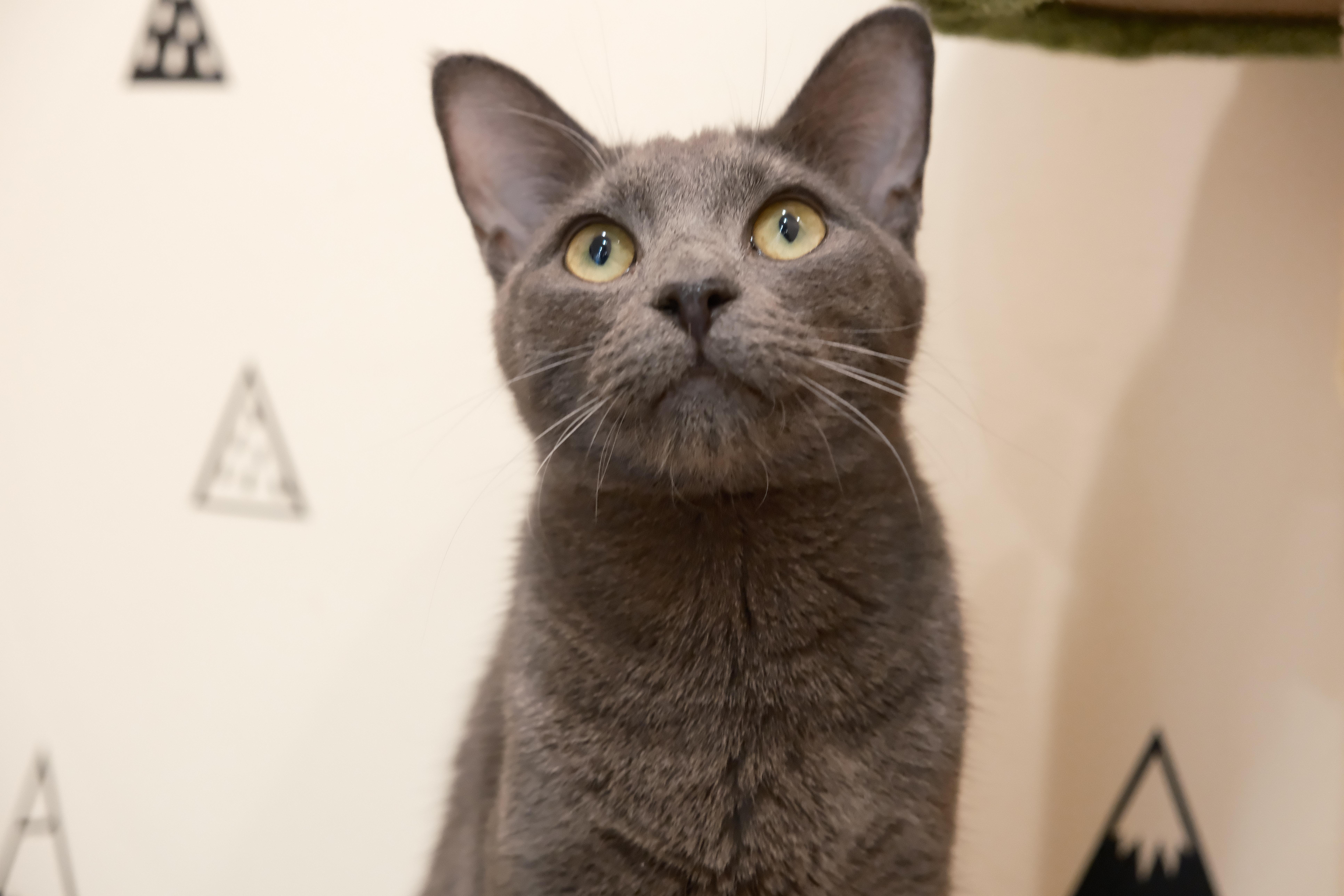 Enlarge Zuchinni, a ADOPTABLE Domestic Short Hair in South Ozone Park, NY image 2/3