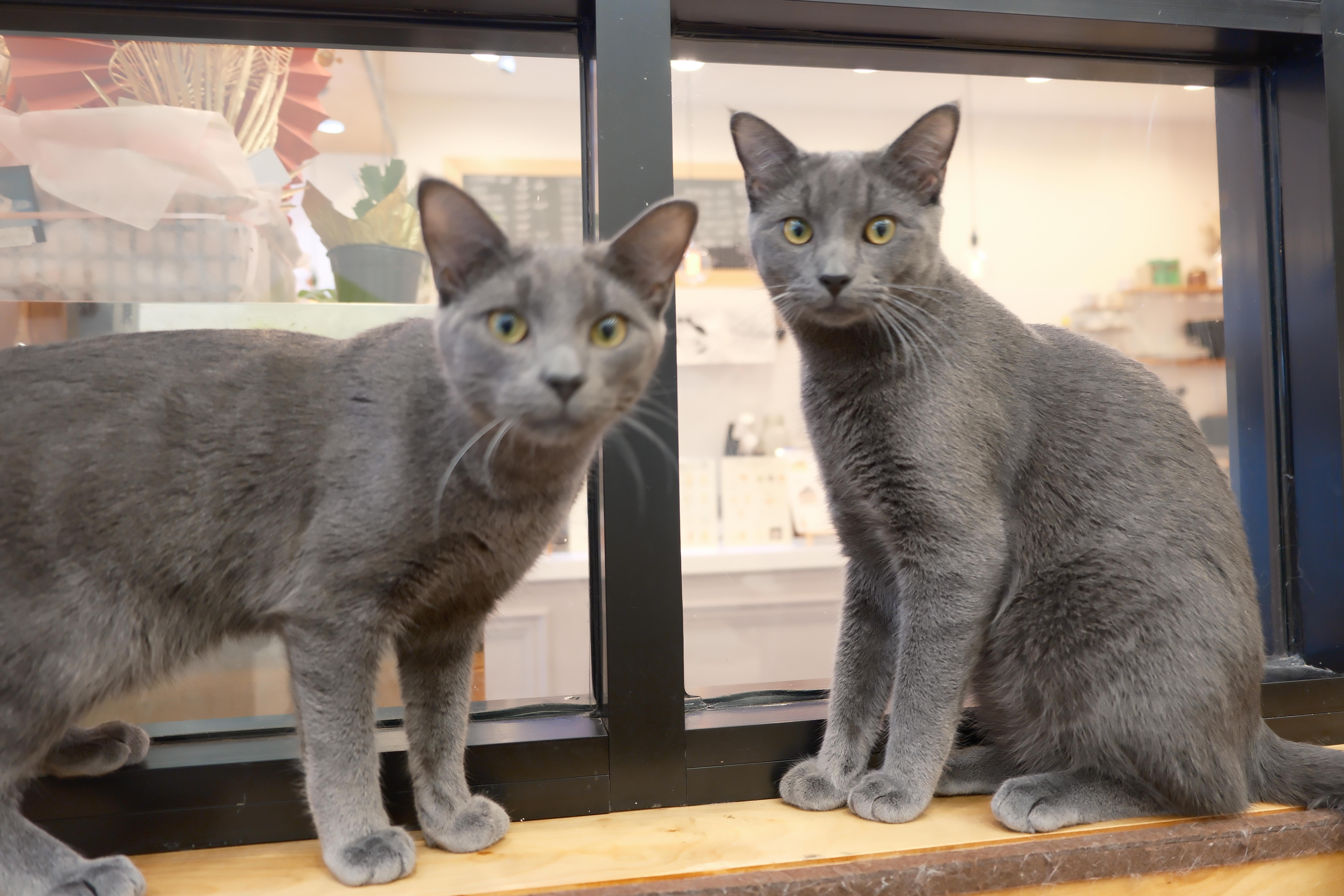 Enlarge Zuchinni, a ADOPTABLE Domestic Short Hair in South Ozone Park, NY image 3/3