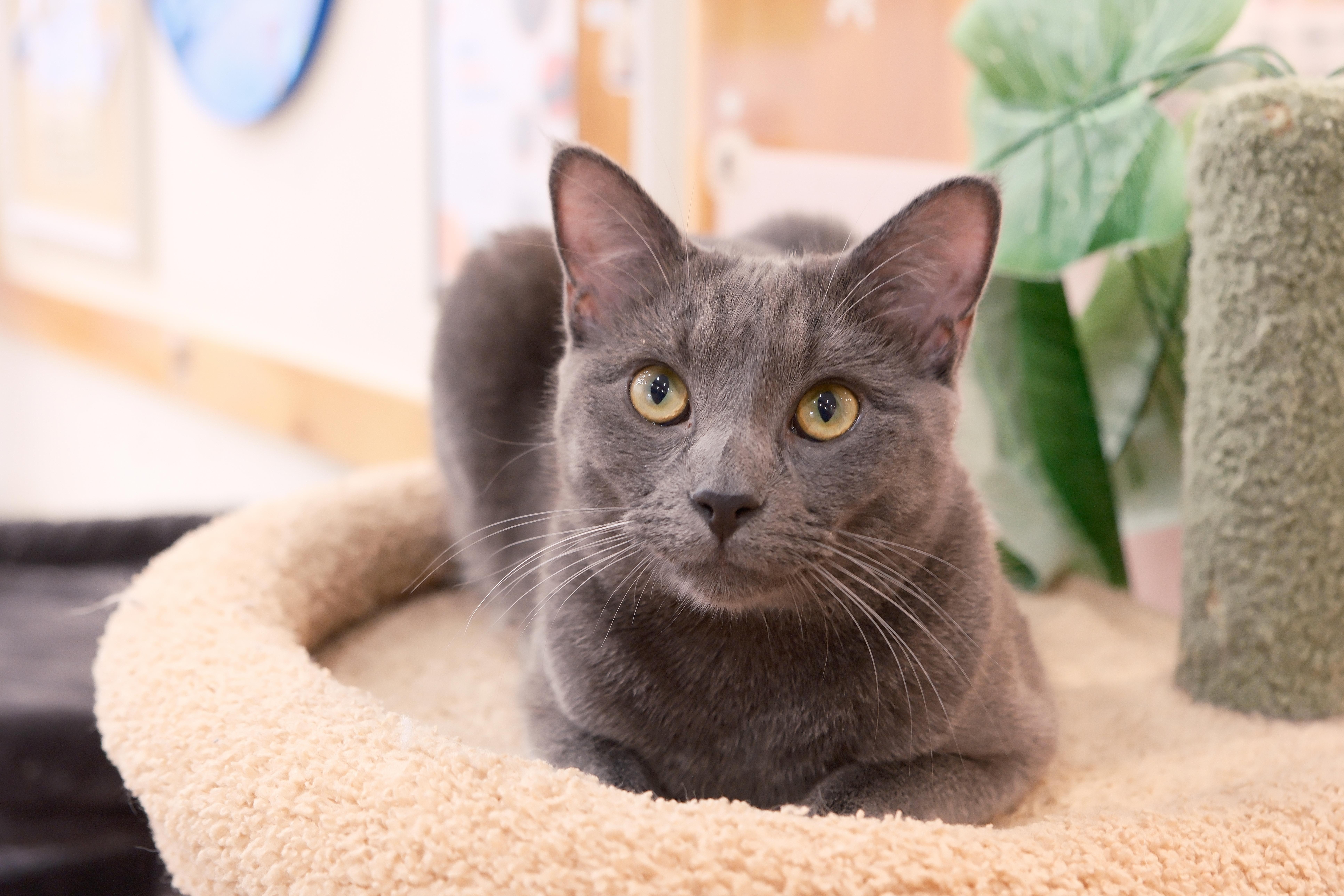 Zuchinni, ADOPTABLE, Young Male Domestic Short Hair.