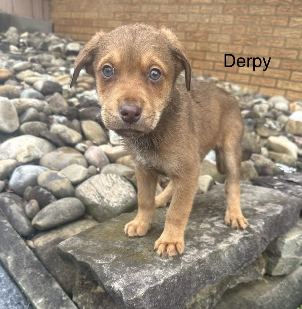 Derpy, Adoptable, Puppy Male Rottweiler & Mixed Breed.