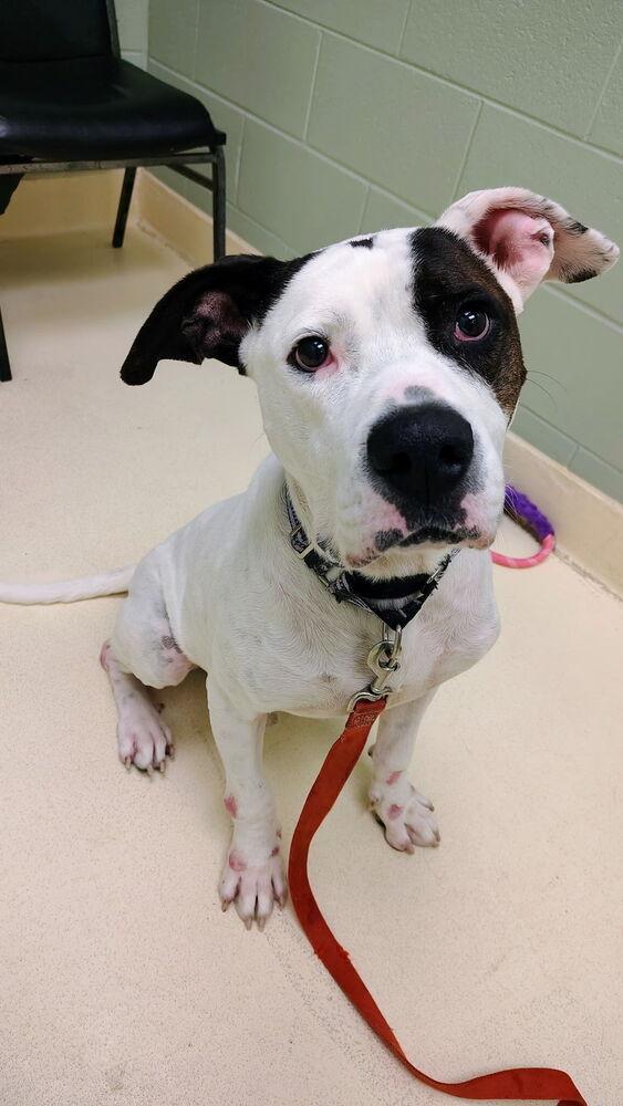 Enlarge Justice, a Adoptable mixed breed in Kalamazoo, MI image 1/1