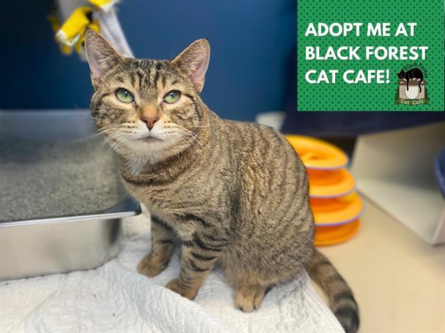 Enlarge CURLY, a Adoptable Domestic Short Hair in Fort Wayne, IN image 1/1