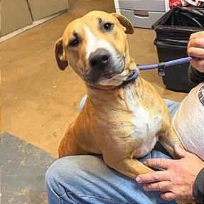 Enlarge Lil Honey fka Tater, a Adoptable Mixed Breed in Denison, TX image 1/3