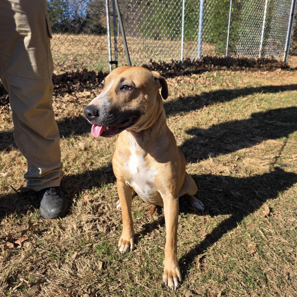 Enlarge Lil Honey fka Tater, a Adoptable Mixed Breed in Denison, TX image 2/3