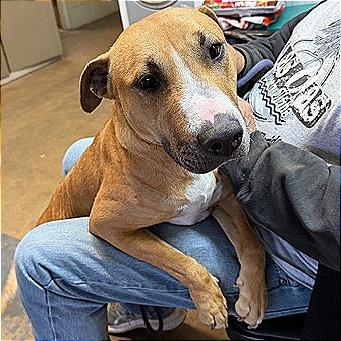 Enlarge Lil Honey fka Tater, a Adoptable Mixed Breed in Denison, TX image 3/3