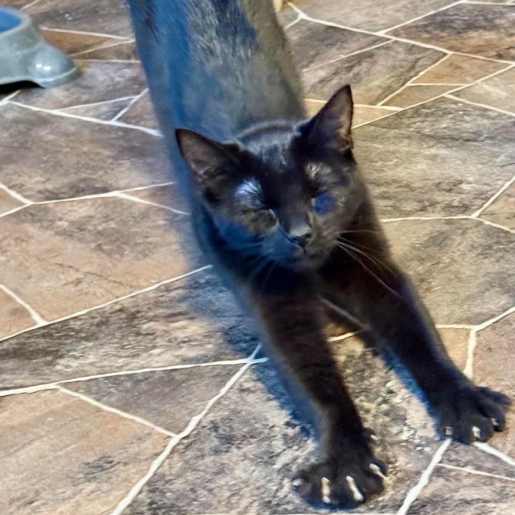Lyria, Adoptable, Young Female Domestic Short Hair.
