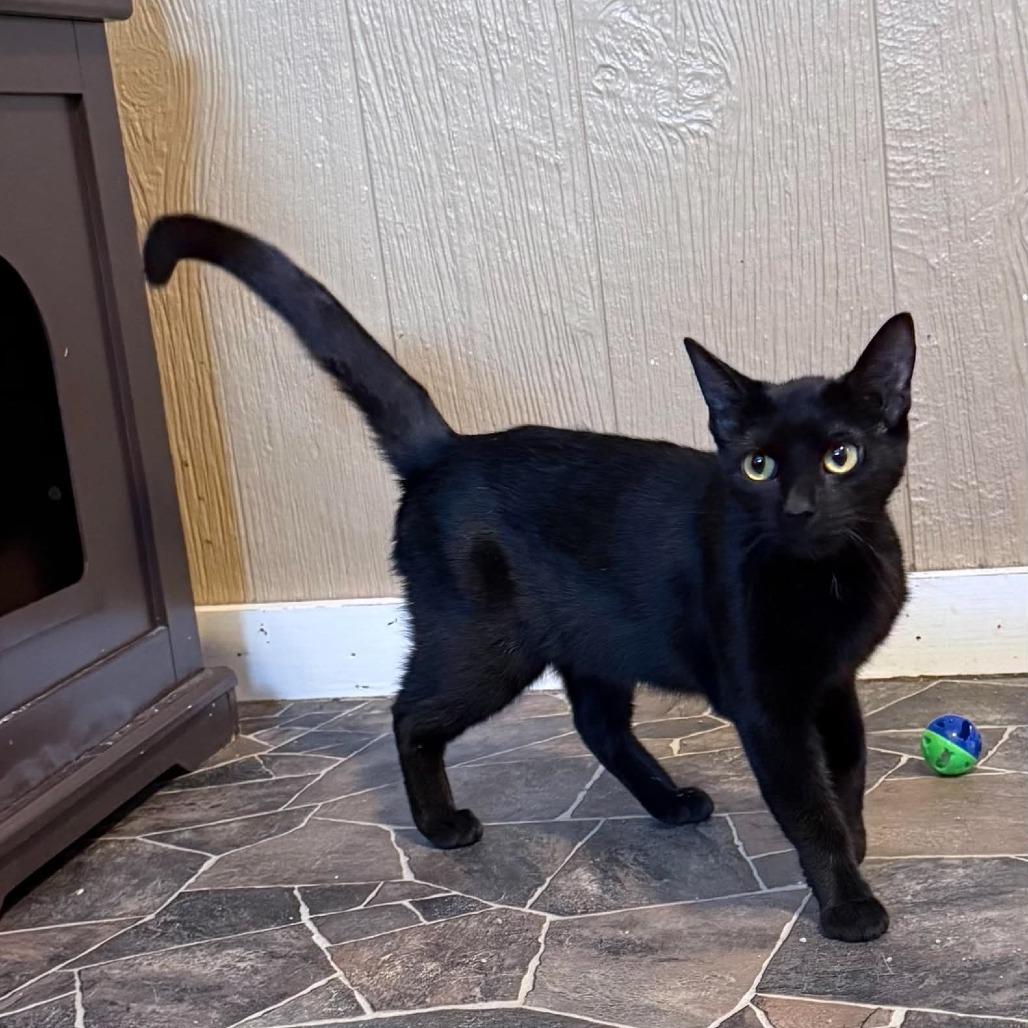 Lyria, a Adoptable Domestic Short Hair in Marion, IL image 2/3