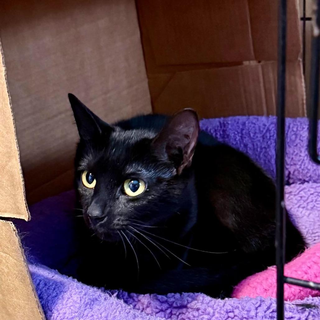 Lyria, a Adoptable Domestic Short Hair in Marion, IL image 3/3