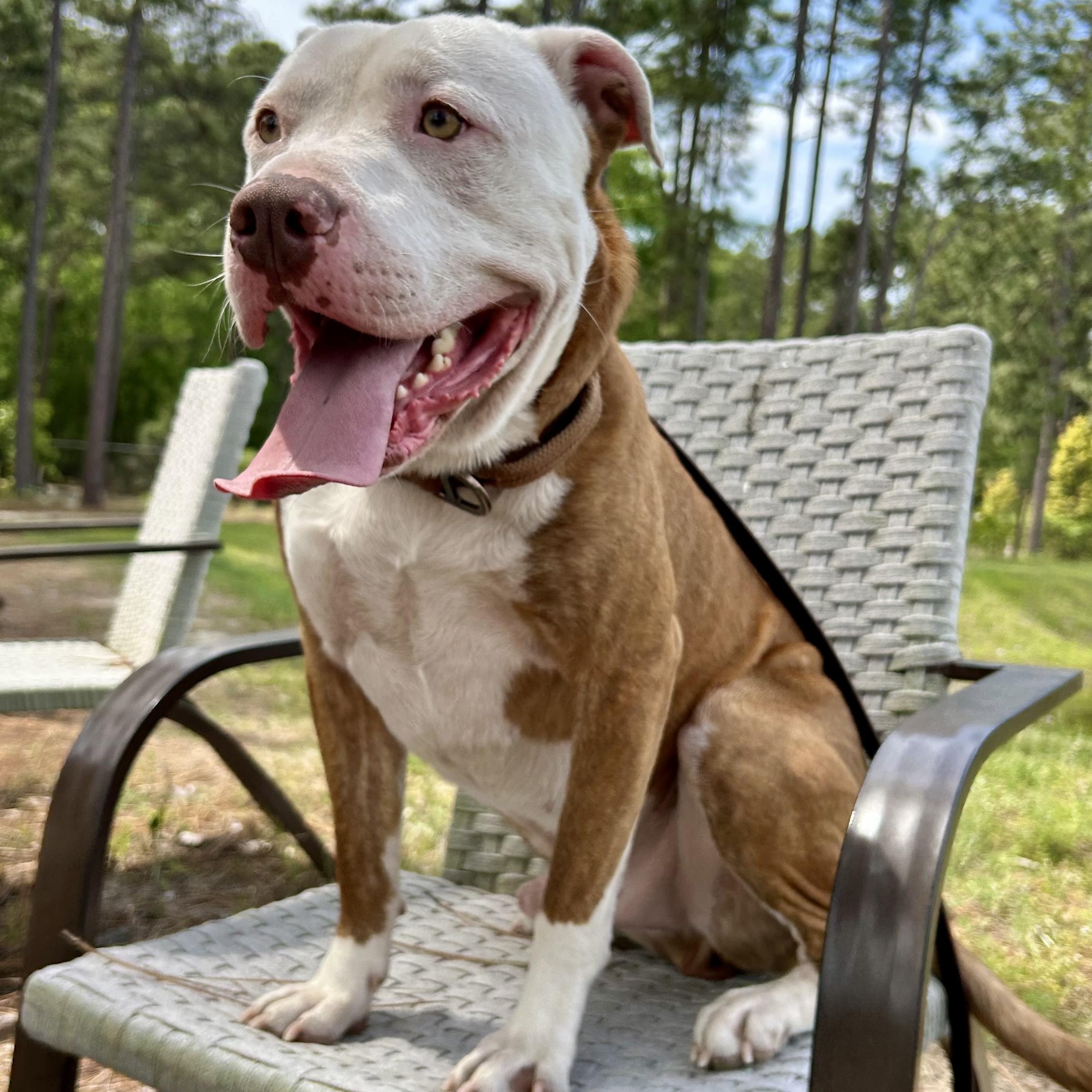 Enlarge Milo, a Adoptable mixed breed in Southern Pines, NC image 1/3