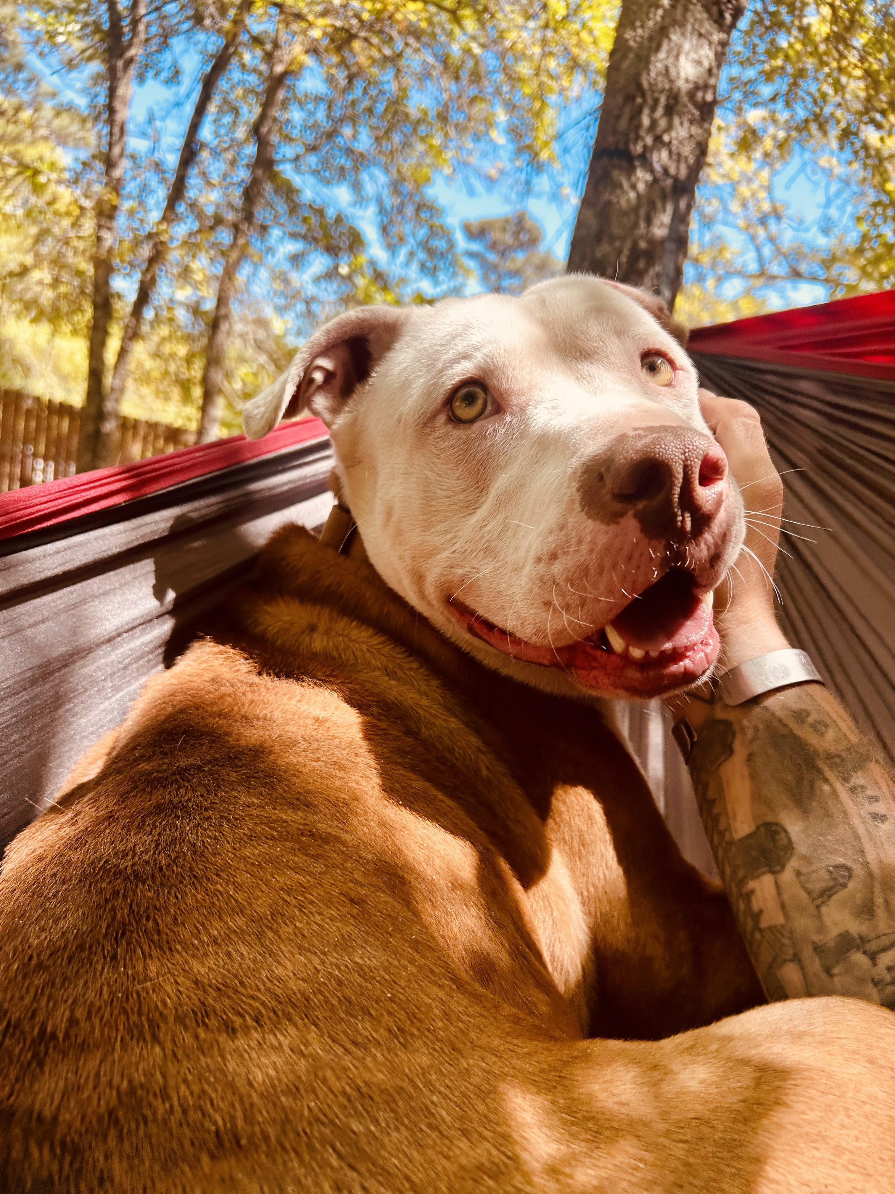 Enlarge Milo, a Adoptable mixed breed in Southern Pines, NC image 2/3