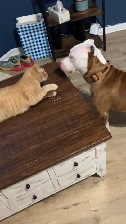 Enlarge Milo, a Adoptable mixed breed in Southern Pines, NC video 3/3