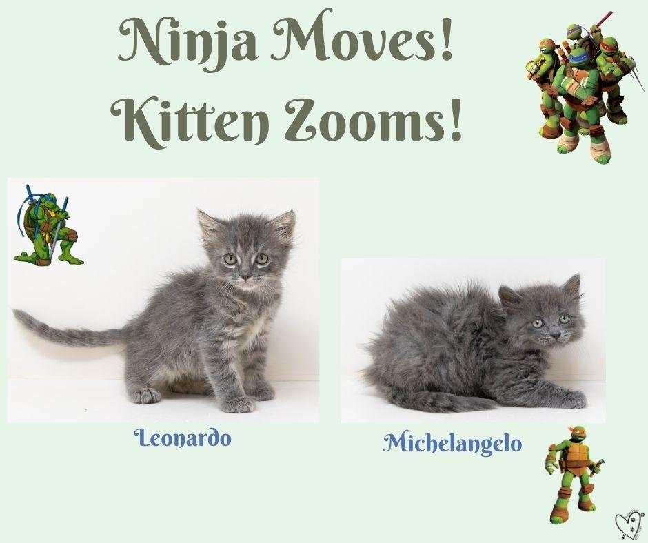 Enlarge Leonardo, a ADOPTABLE Tabby in Trophy Club, TX image 6/6