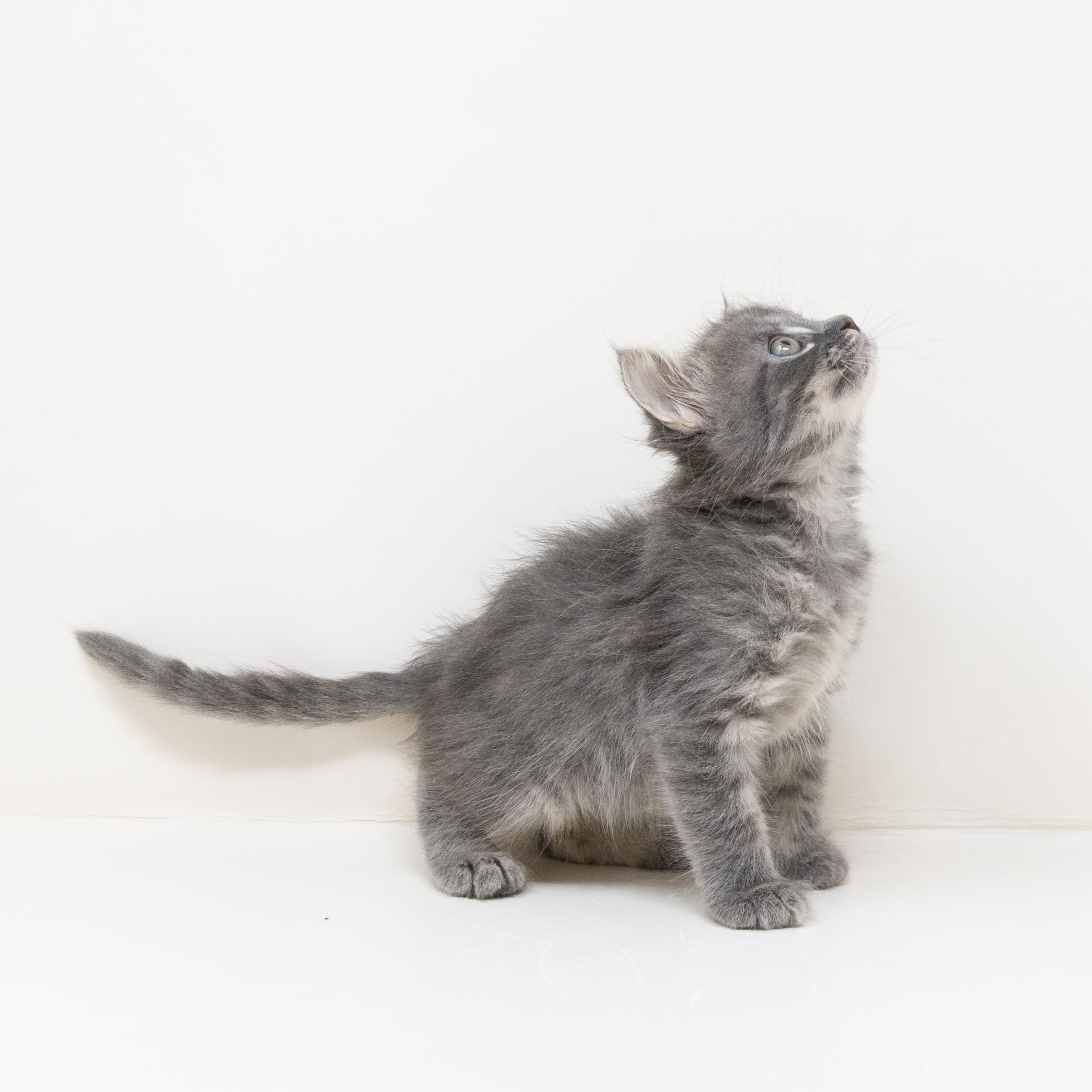 Enlarge Leonardo, a ADOPTABLE Tabby in Trophy Club, TX image 2/6