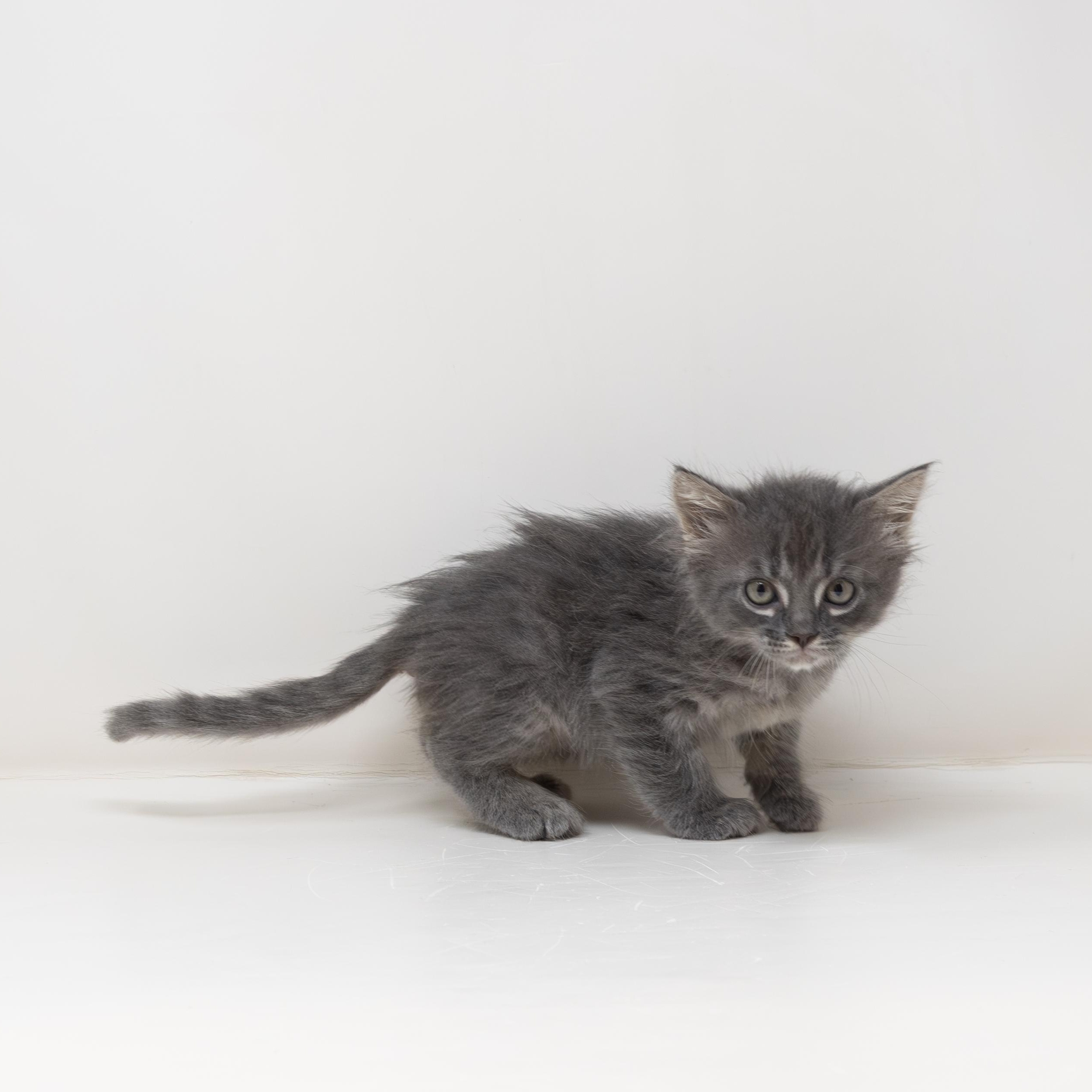 Enlarge Leonardo, a ADOPTABLE Tabby in Trophy Club, TX image 4/6