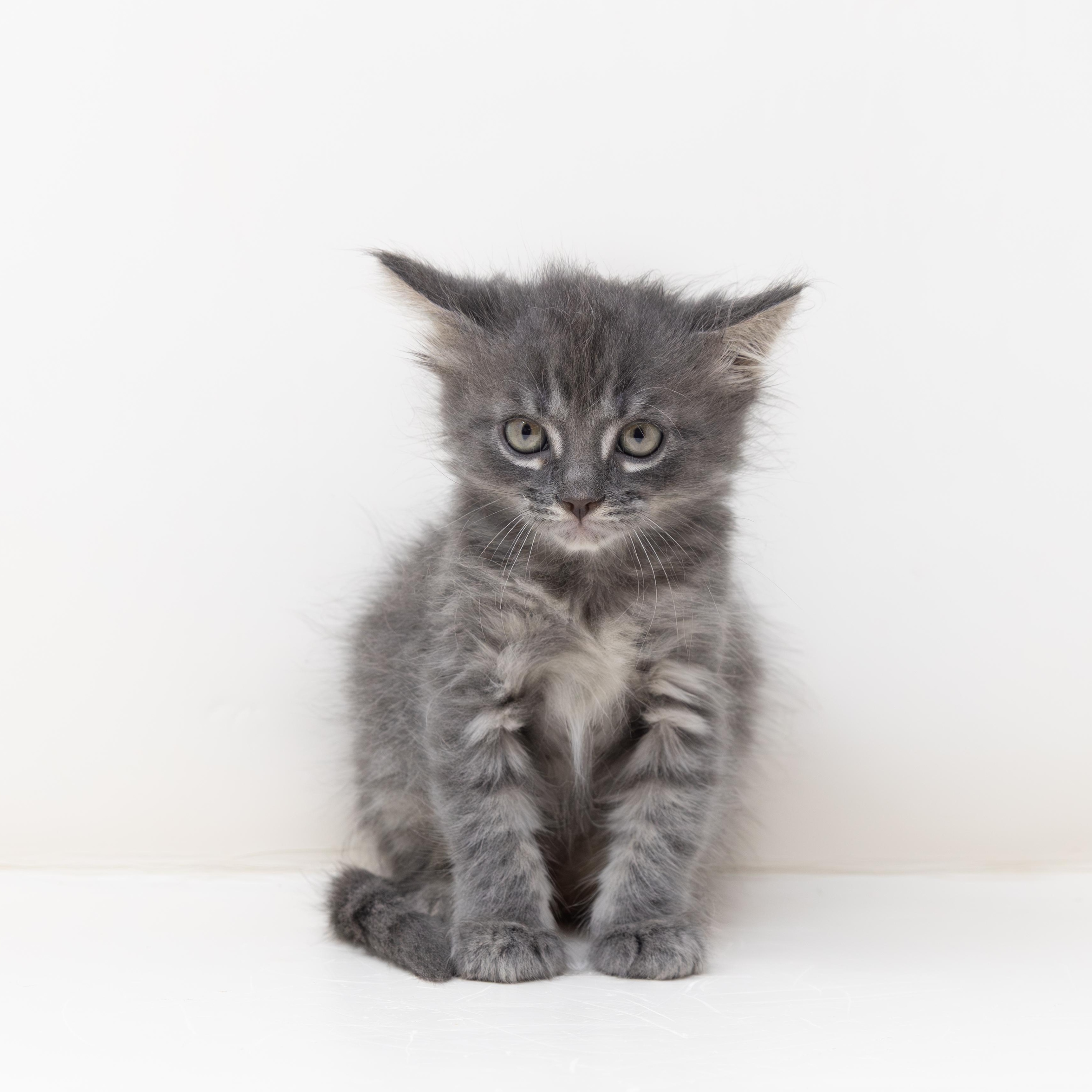 Enlarge Leonardo, a ADOPTABLE Tabby in Trophy Club, TX image 3/6