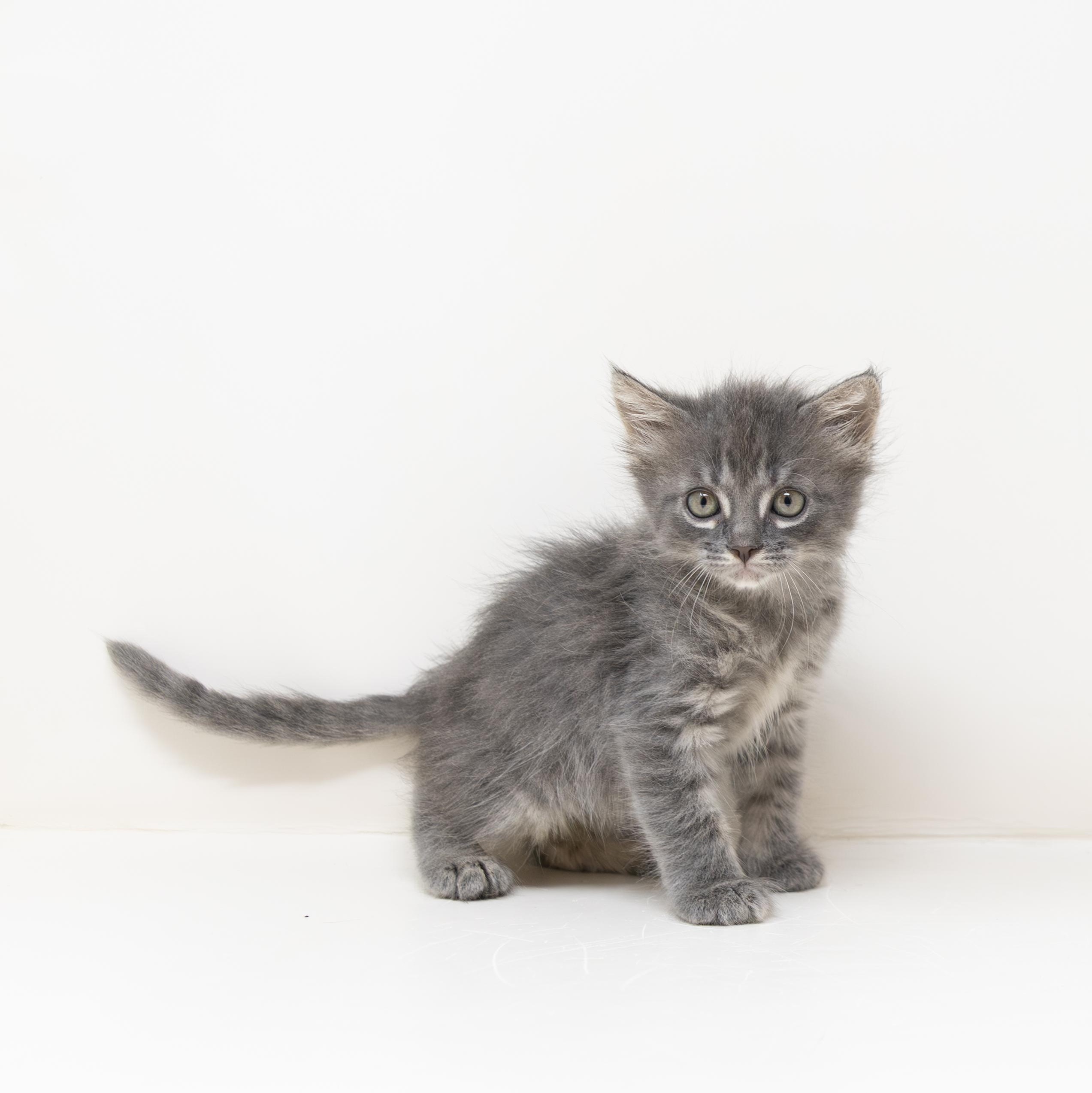 Leonardo, ADOPTABLE, Kitten Male Tabby.