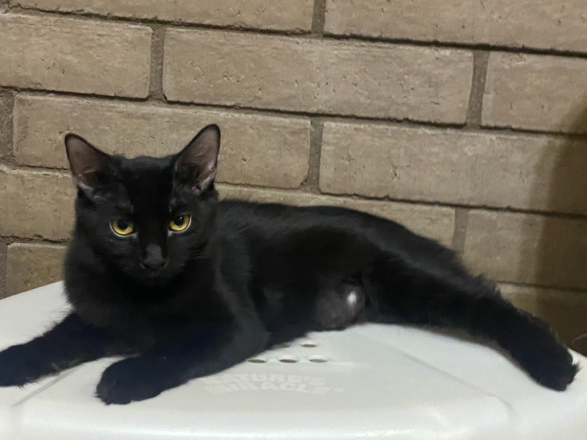 Cat for adoption Quill, a Domestic Short Hair in Phoenix, AZ Petfinder