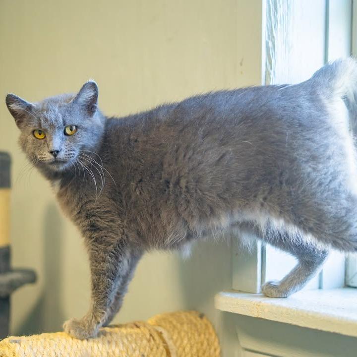 Enlarge Church (Sponsored), a Adoptable Domestic Short Hair in Chariton, IA image 2/6