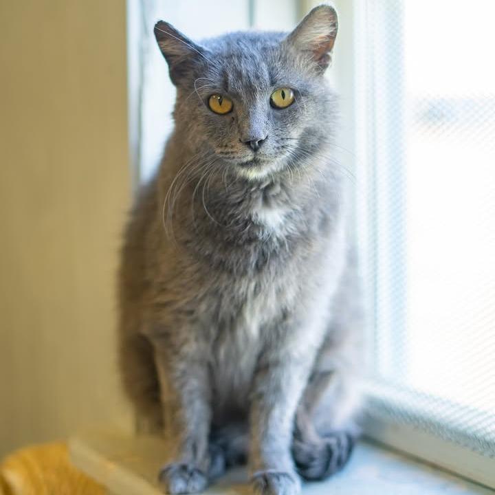 Enlarge Church (Sponsored), a Adoptable Domestic Short Hair in Chariton, IA image 4/6