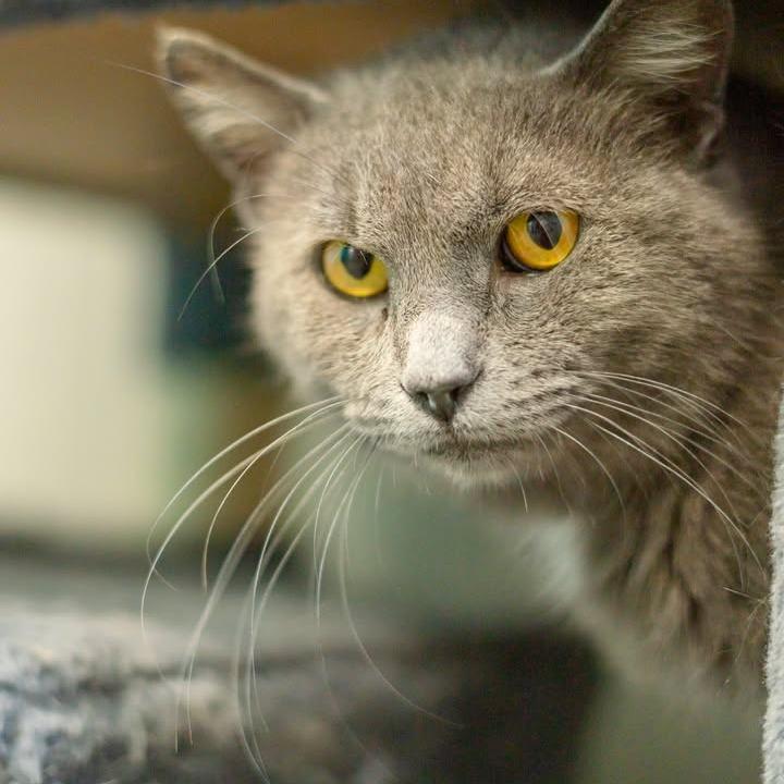 Enlarge Church (Sponsored), a Adoptable Domestic Short Hair in Chariton, IA image 6/6