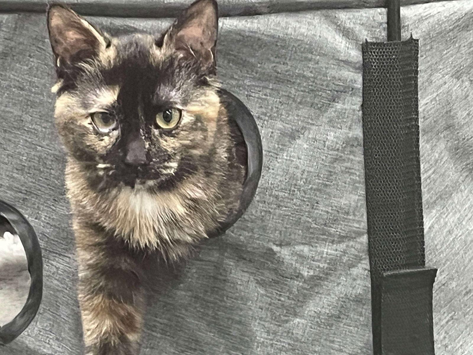 Snugglekins, a Adoptable Domestic Short Hair in Rochester, NY image 1/2