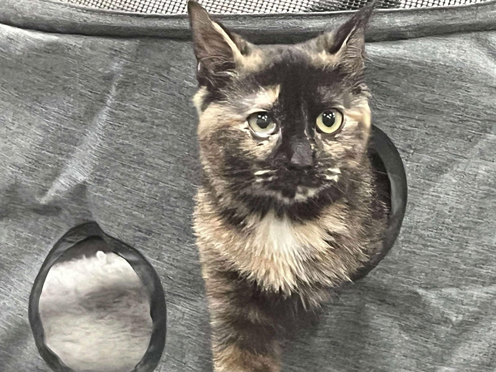 Snugglekins, a Adoptable Domestic Short Hair in Rochester, NY image 2/2