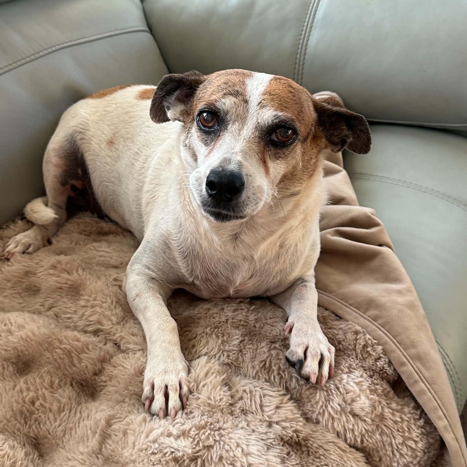 Enlarge Eloise, a Adopted mixed breed in Spokane, WA image 6/6
