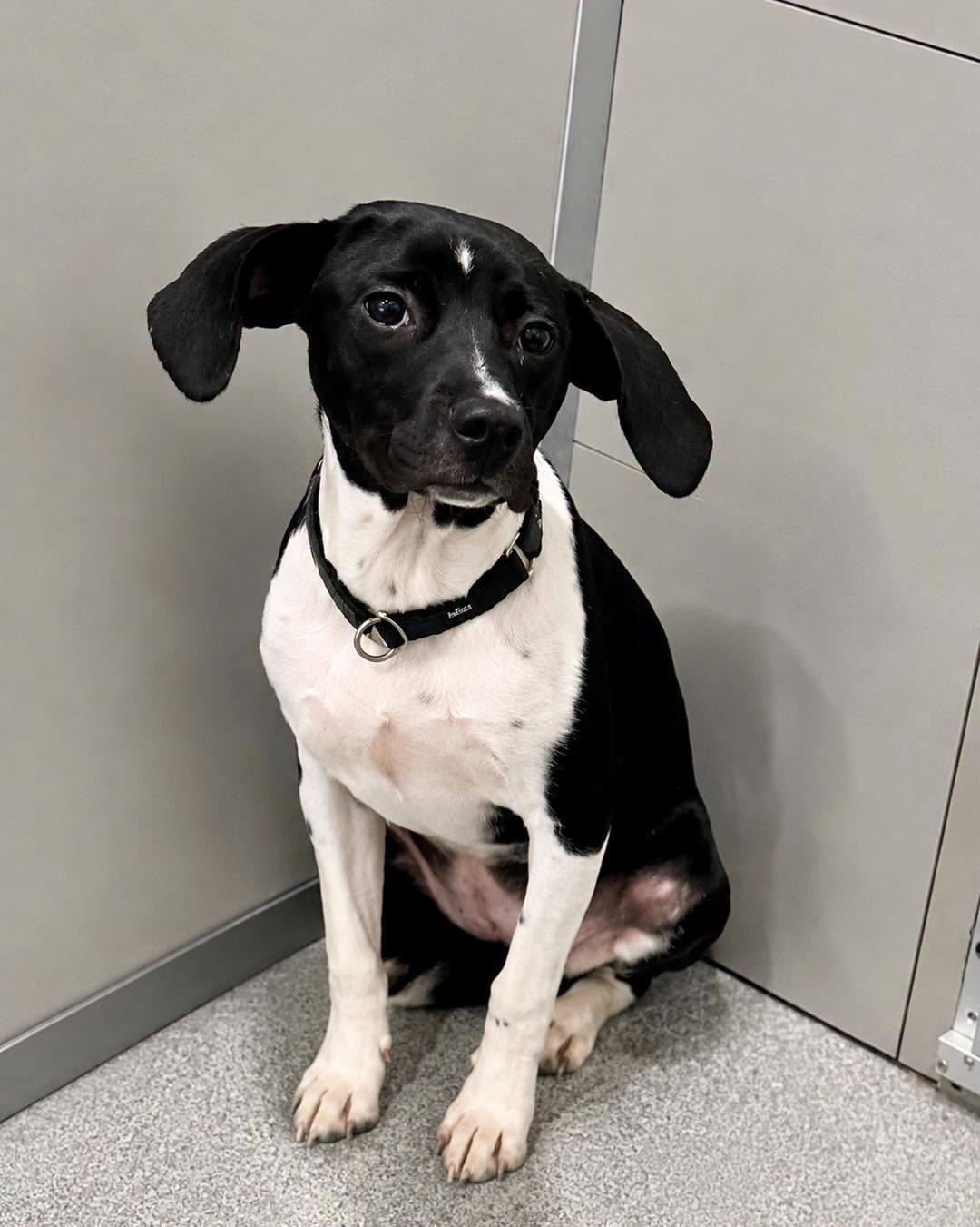 Peaches, an adopted Mixed Breed in Rock Hill, NY image 3/3