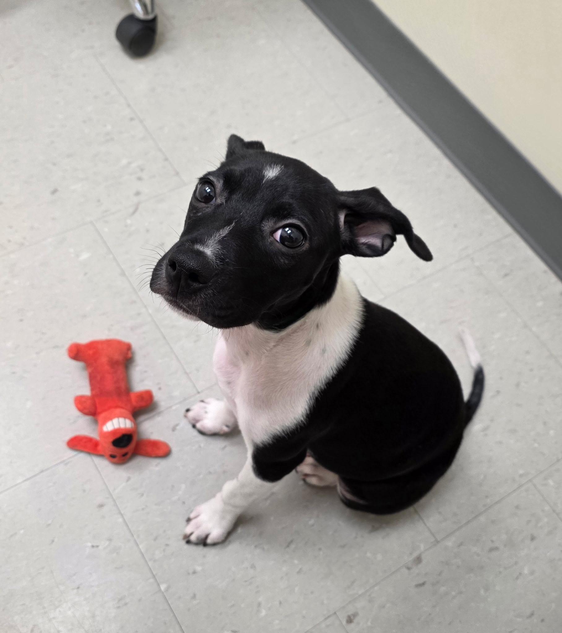Peaches, an adopted Mixed Breed in Rock Hill, NY image 2/3