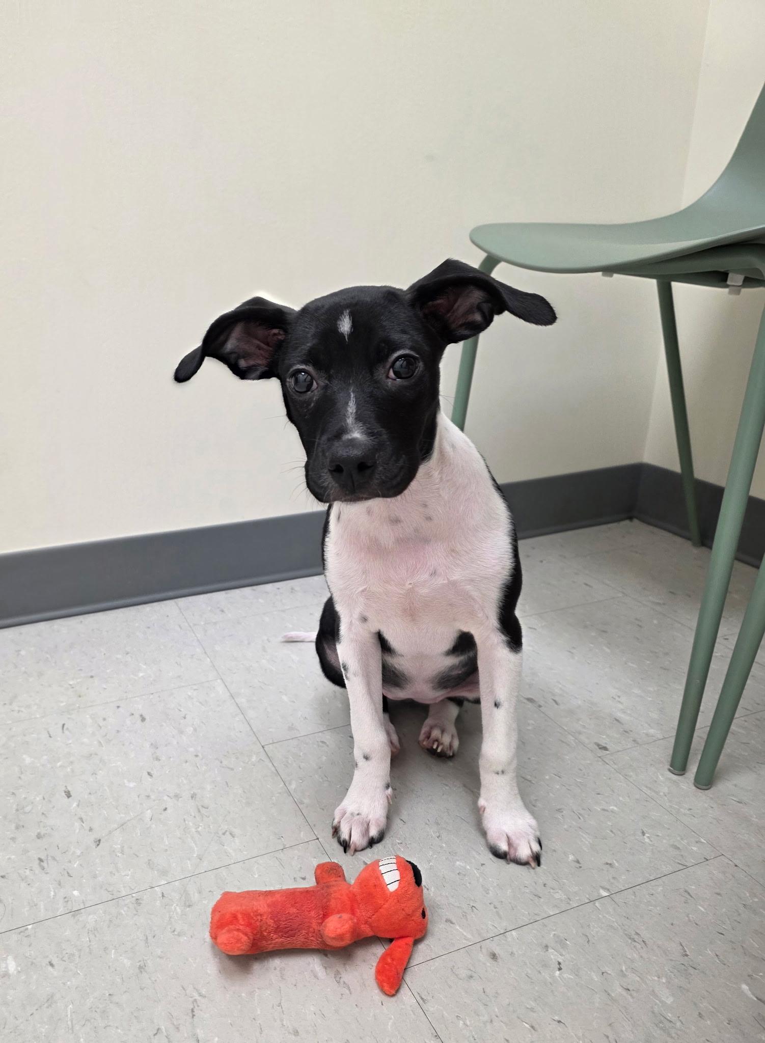Peaches, adopted, Puppy Female Mixed Breed.