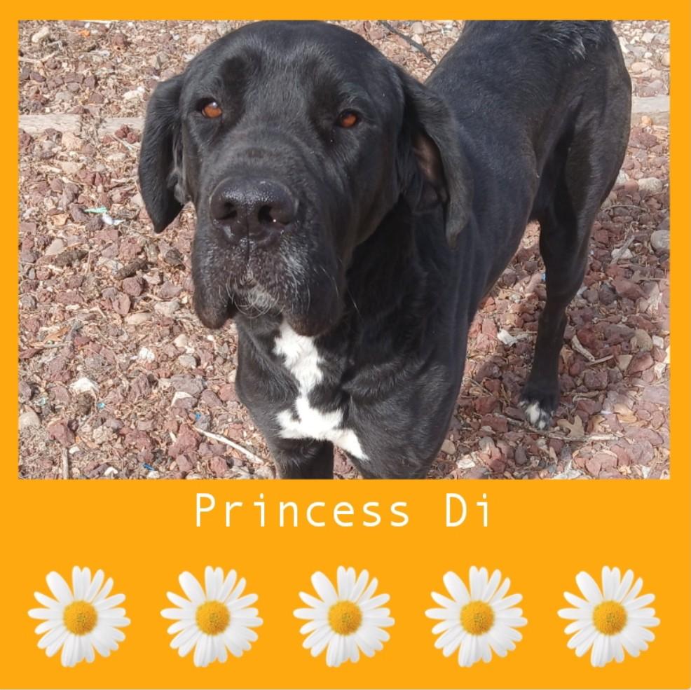 Princess Di, an adoptable Great Dane in Amarillo, TX_image-1