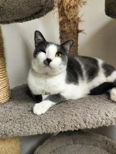 Ollie, Adoptable, Adult Male Domestic Short Hair.