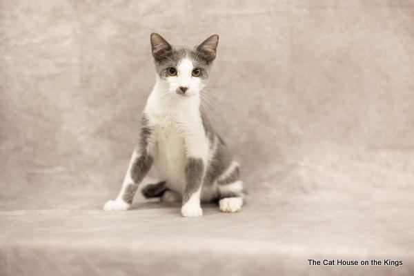 Ollie, a Adoptable Domestic Short Hair in Parlier, CA image 4/6
