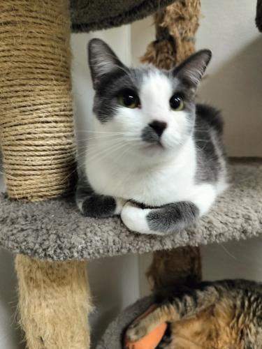 Enlarge Ollie, a Adoptable Domestic Short Hair in Parlier, CA image 3/6