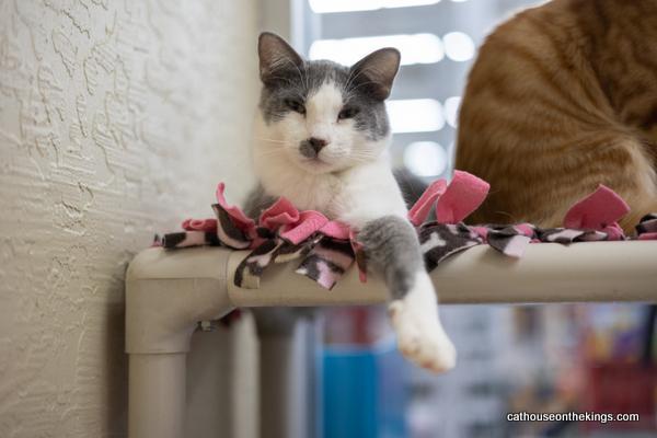 Enlarge Ollie, a Adoptable Domestic Short Hair in Parlier, CA image 4/6
