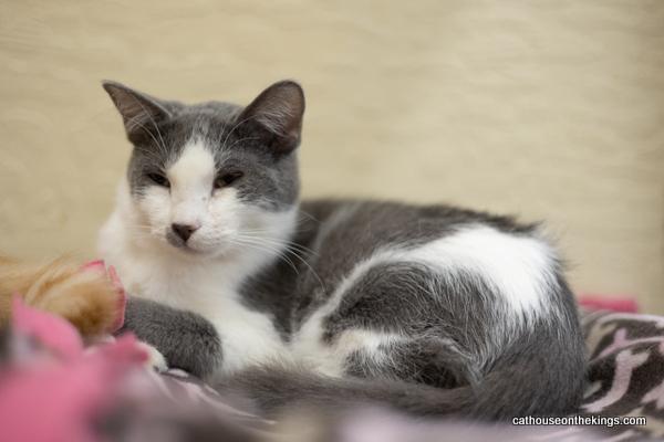 Ollie, a Adoptable Domestic Short Hair in Parlier, CA image 5/6