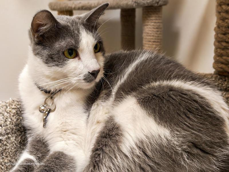 Enlarge Ollie, a Adoptable Domestic Short Hair in Parlier, CA image 4/6