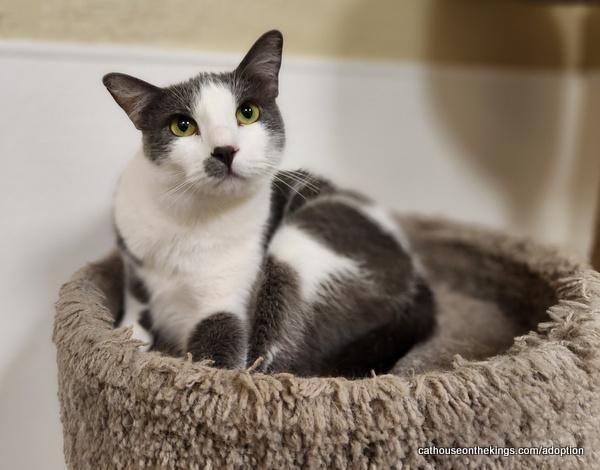 Enlarge Ollie, a Adoptable Domestic Short Hair in Parlier, CA image 4/6