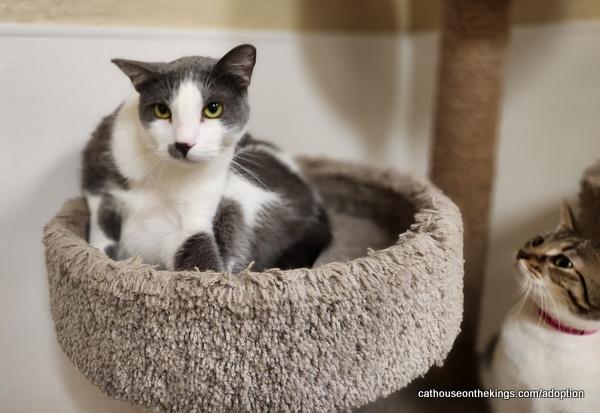 Enlarge Ollie, a Adoptable Domestic Short Hair in Parlier, CA image 5/6
