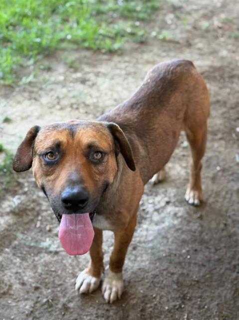 Enlarge BRUCE, a Adoptable mixed breed in Riverside, CA image 1/1