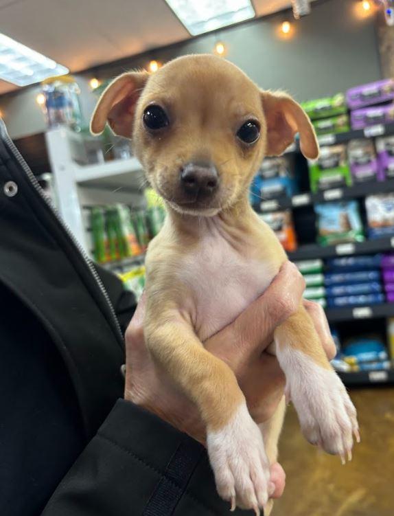 Enlarge Valentino, a Adoptable Chihuahua in Mckinleyville, CA image 1/1