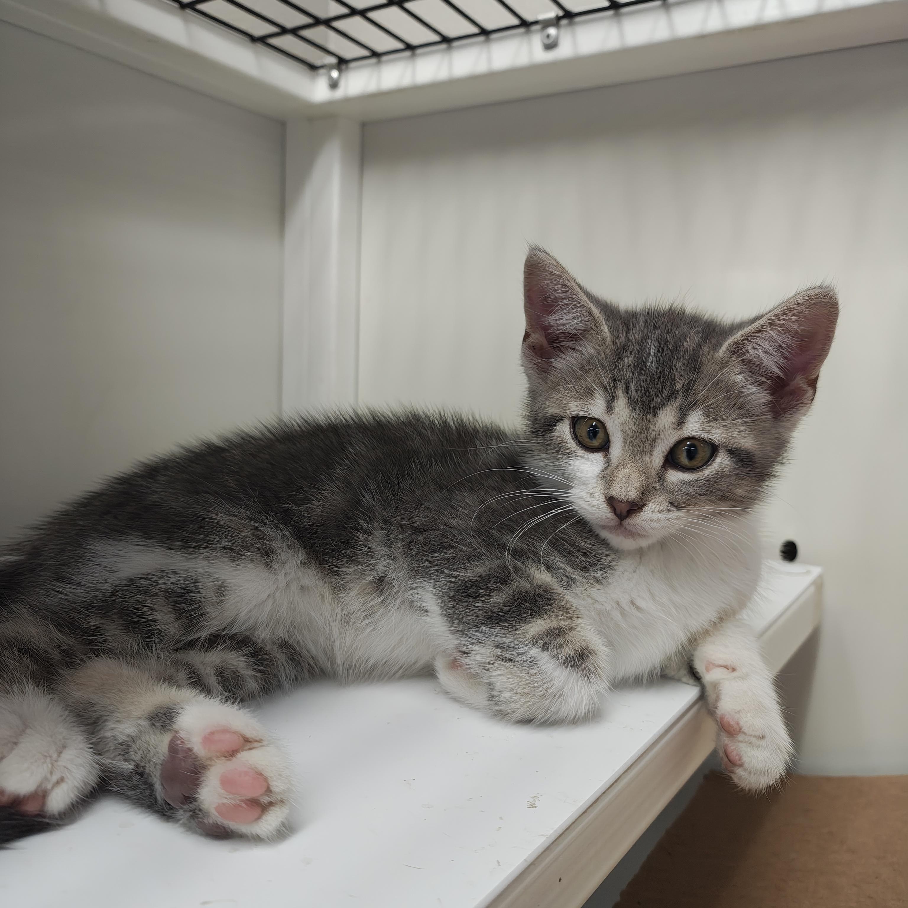 Enlarge Bella, an adopted Domestic Short Hair in Oconto, WI image 1/3