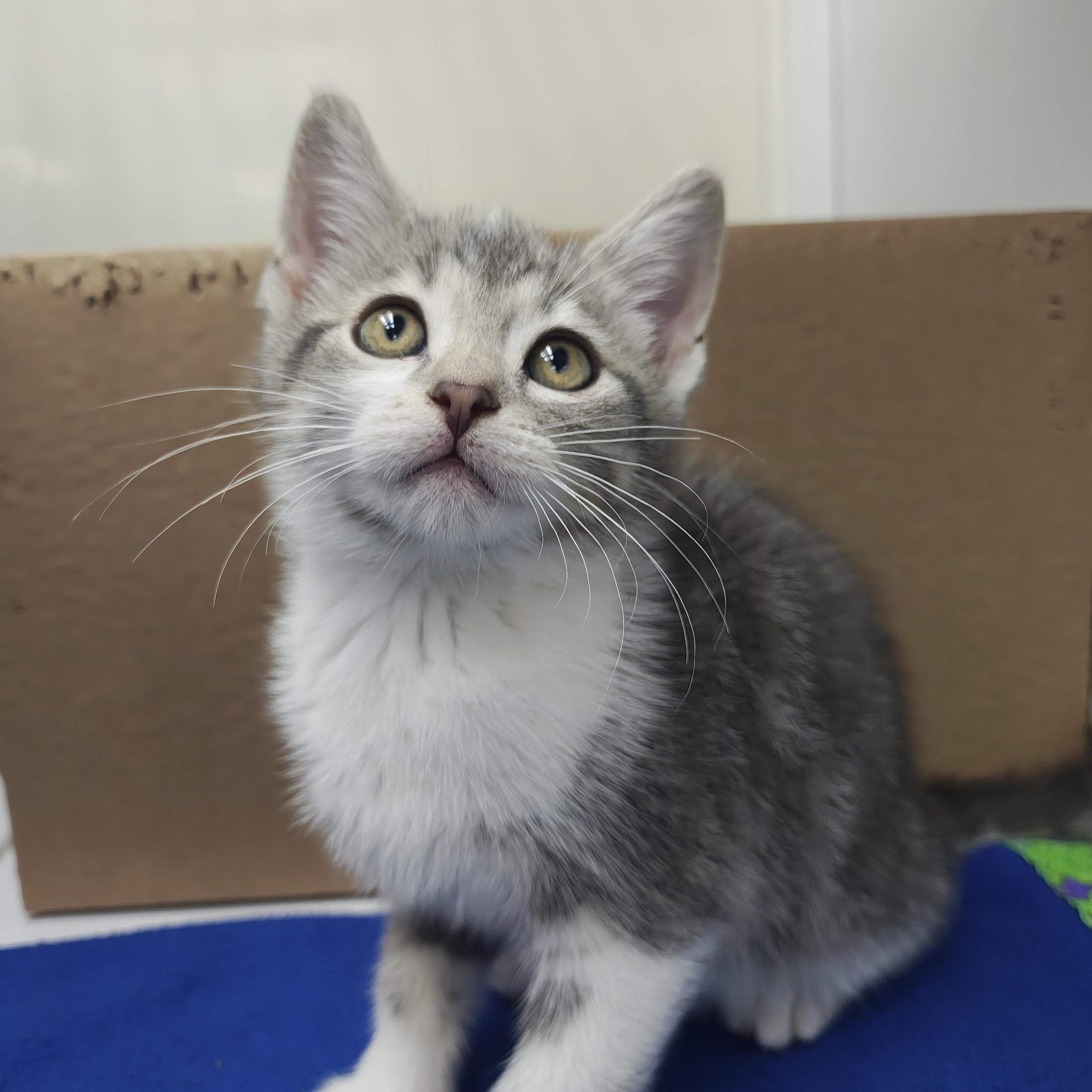 Enlarge Bella, an adopted Domestic Short Hair in Oconto, WI image 2/3