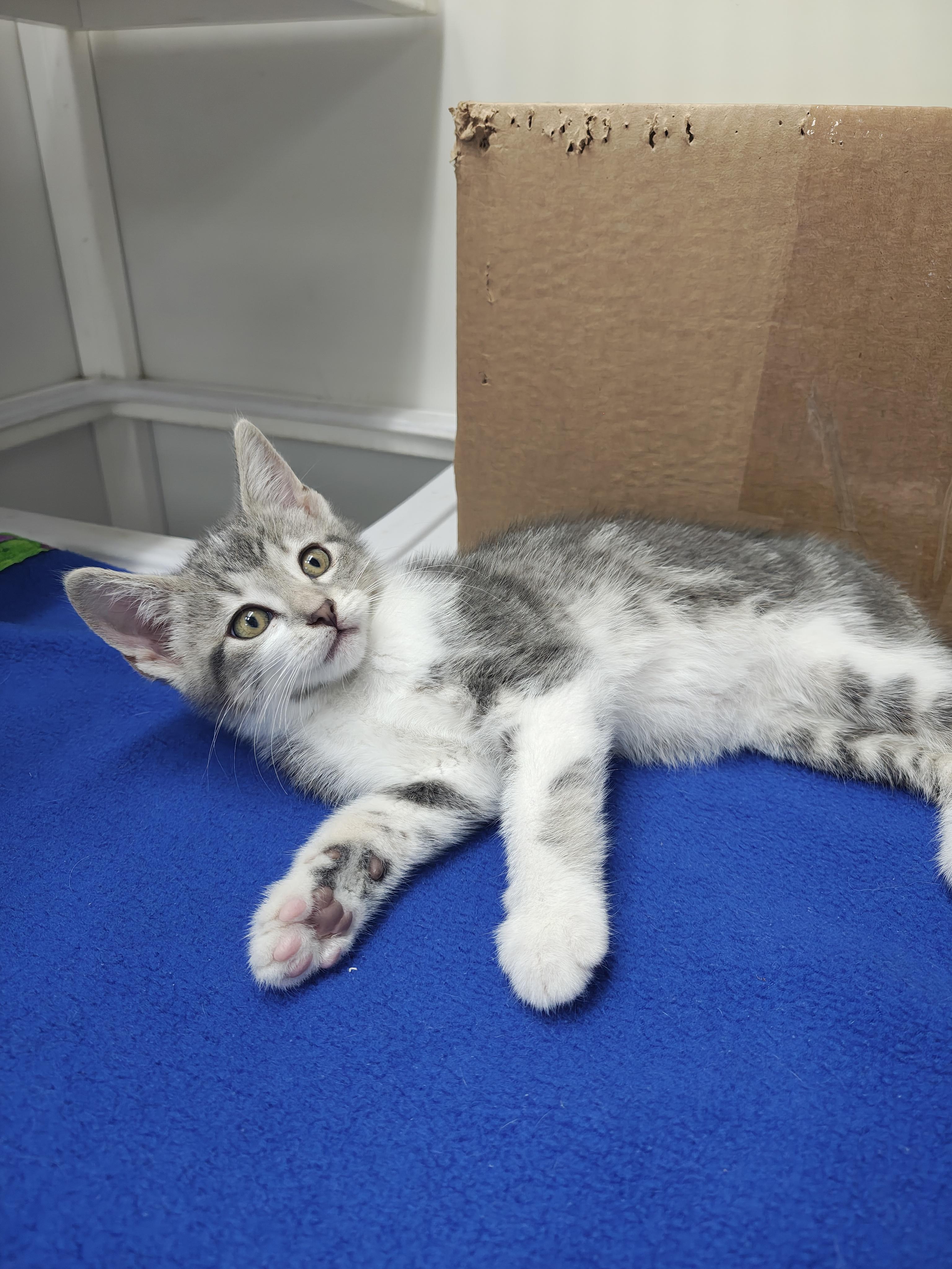 Enlarge Bella, an adopted Domestic Short Hair in Oconto, WI image 3/3