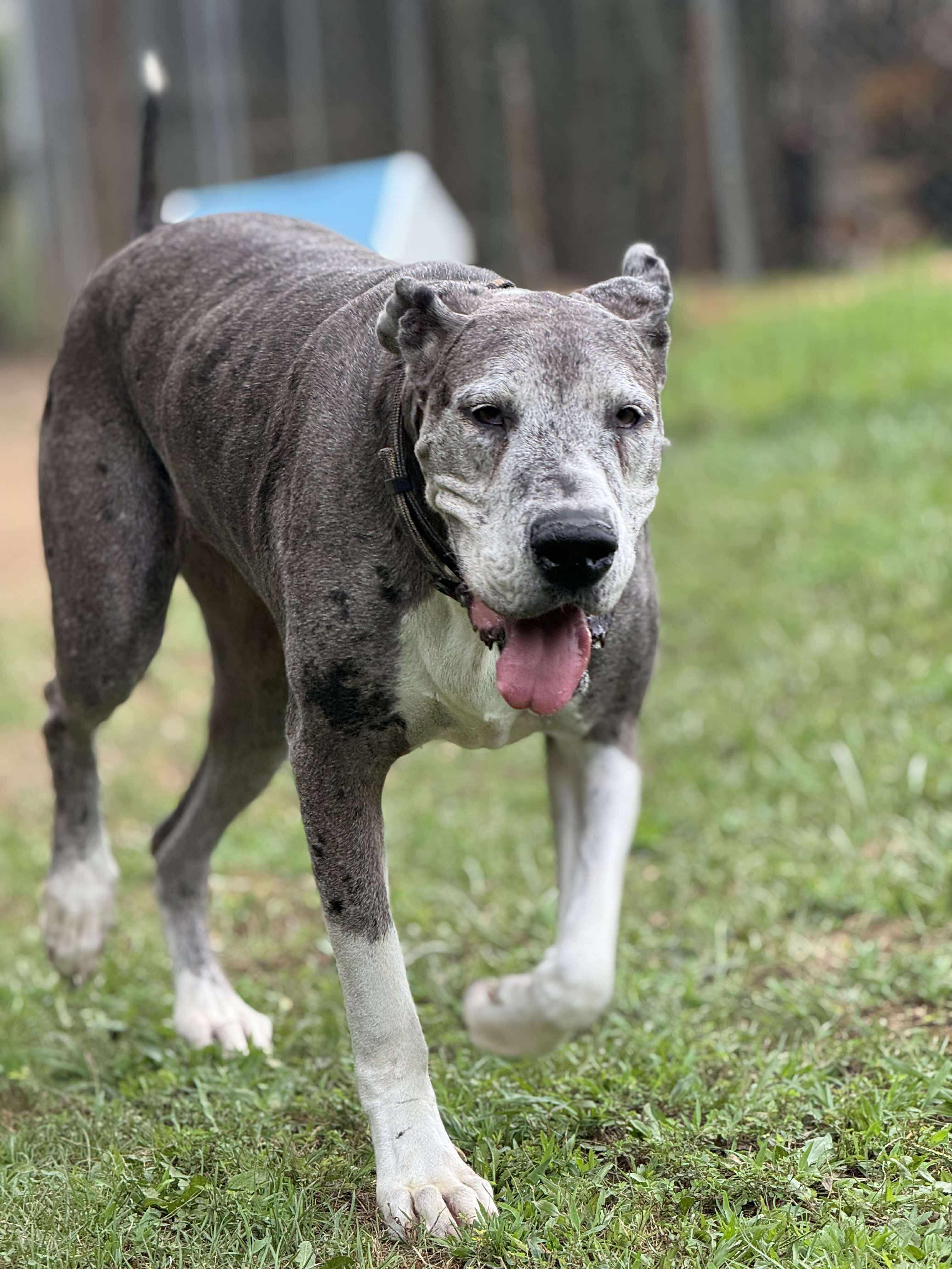 Harley Jo, a Adoptable Great Dane in Wheelersburg, OH image 3/6