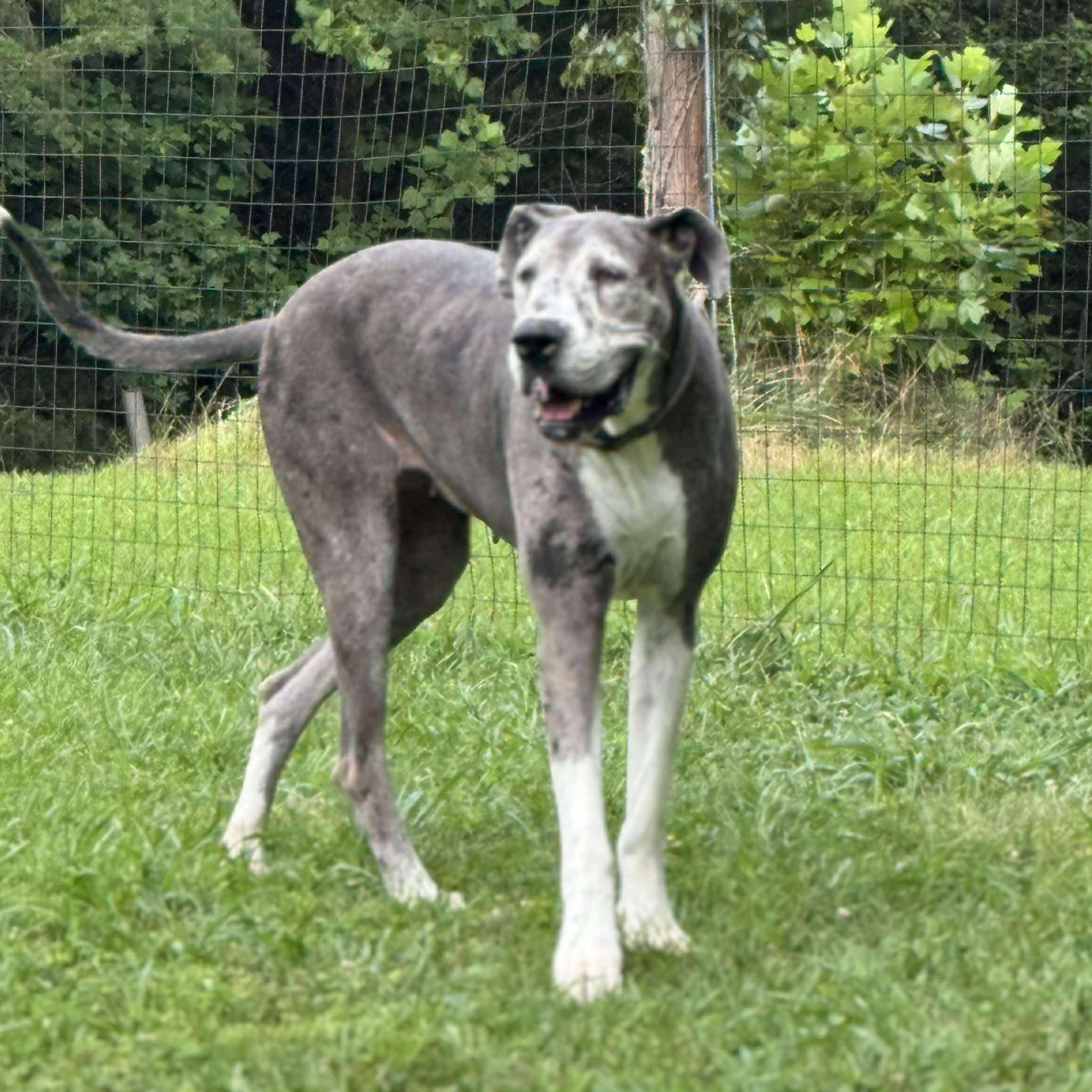 Harley Jo, a Adoptable Great Dane in Wheelersburg, OH image 1/6