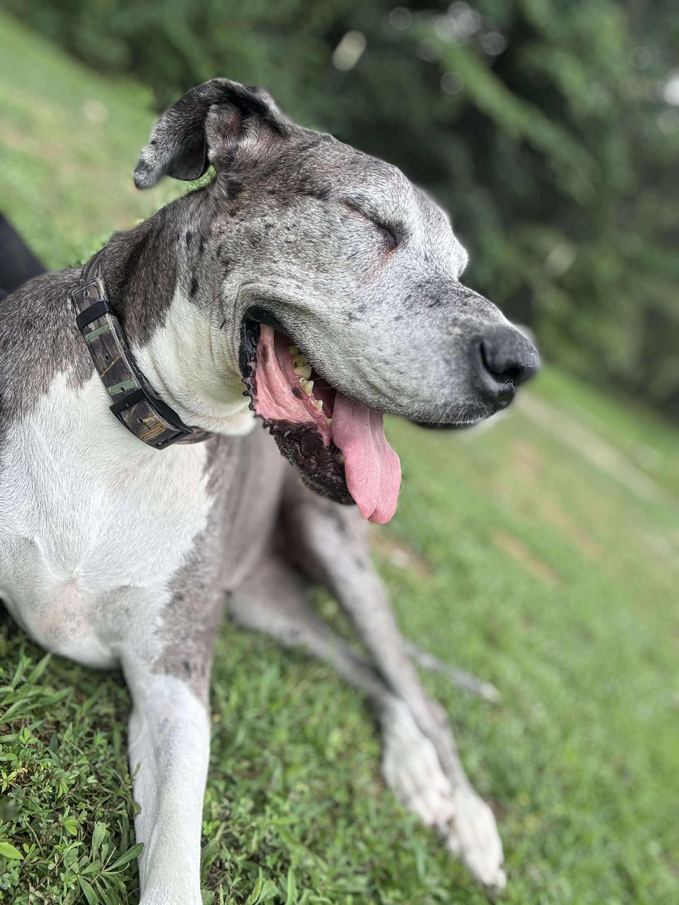 Harley Jo, a Adoptable Great Dane in Wheelersburg, OH image 6/6