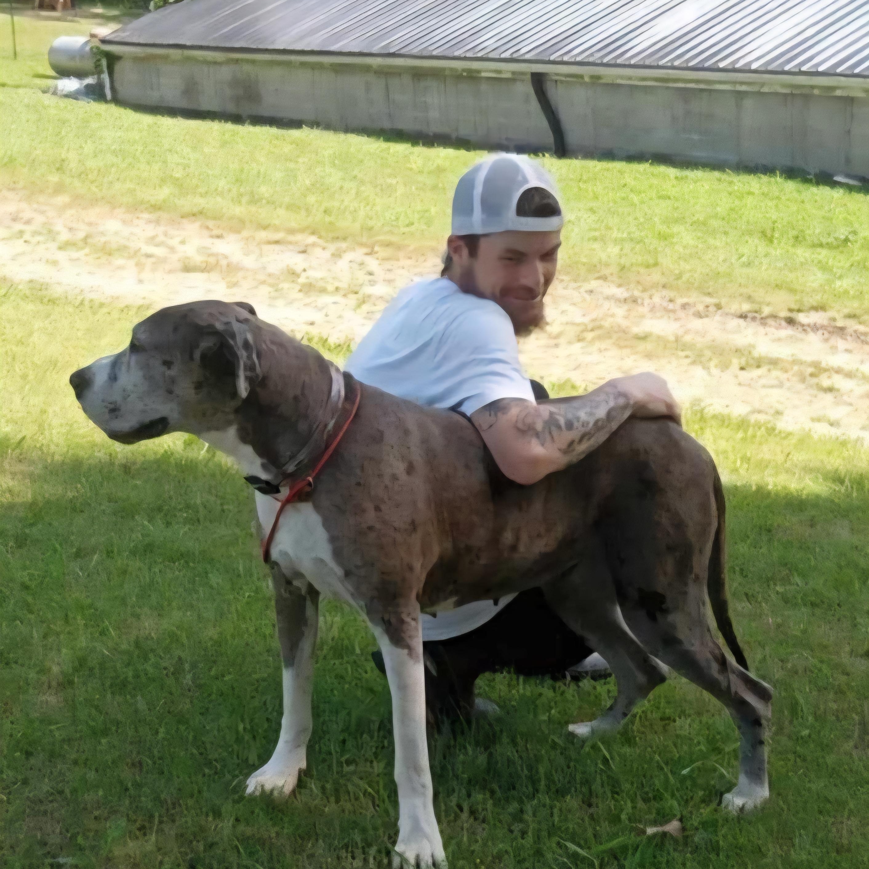 Harley Jo, a Adoptable Great Dane in Wheelersburg, OH image 5/6